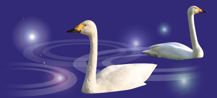 白鳥イメージ